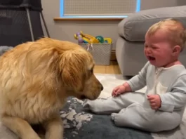 Animal Viral Video