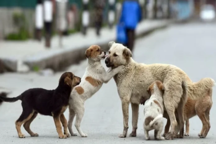 Ghaziabad News (6) Ghaziabad News