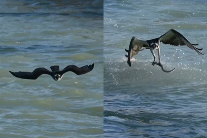 Viral Video (3) Viral Video