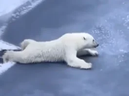 Viral Video