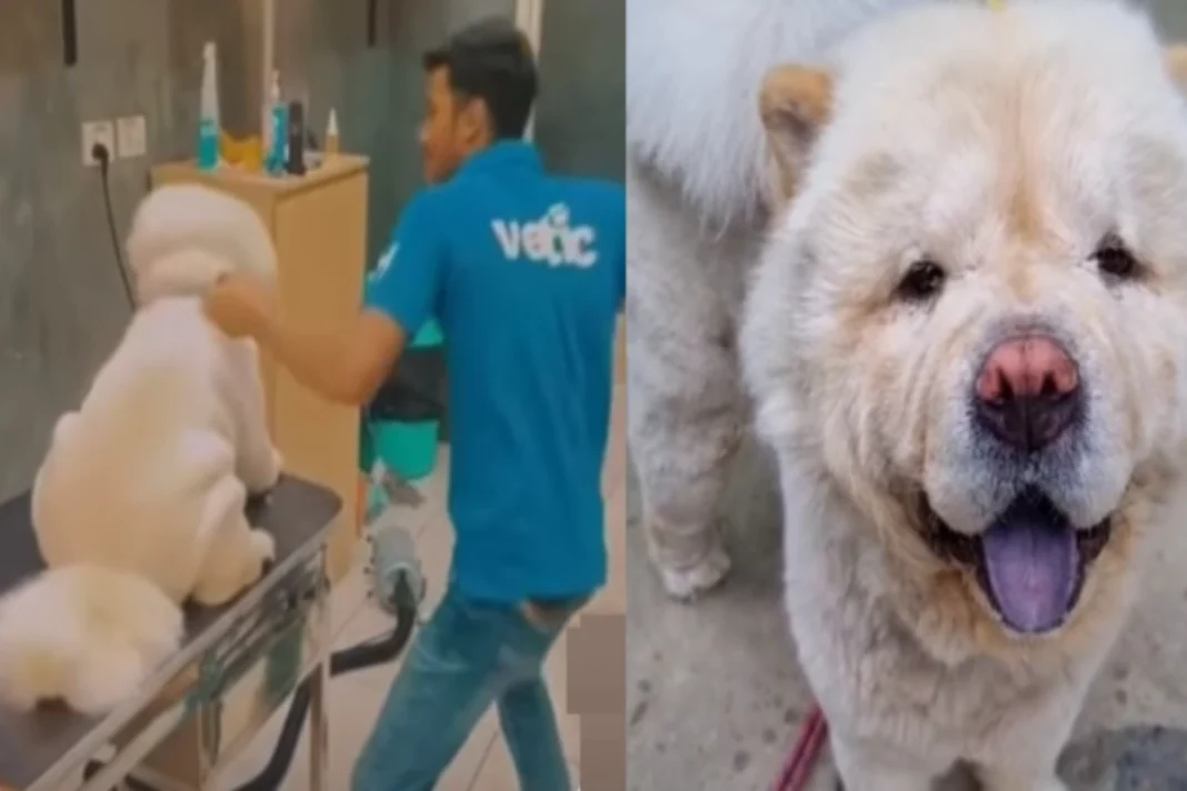 Viral Video