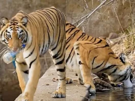 Animal Viral Video