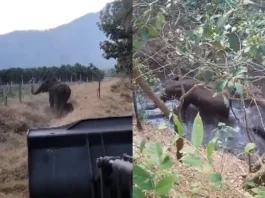 Animal viral video
