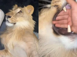 Animal Viral Video