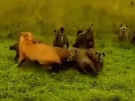 Animal Viral Video