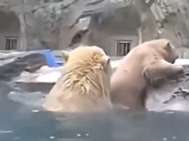 Animal Viral Video