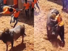 Animal Viral Video