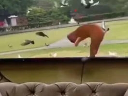 Animal Viral Video