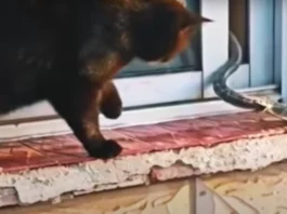 Animal Viral Video