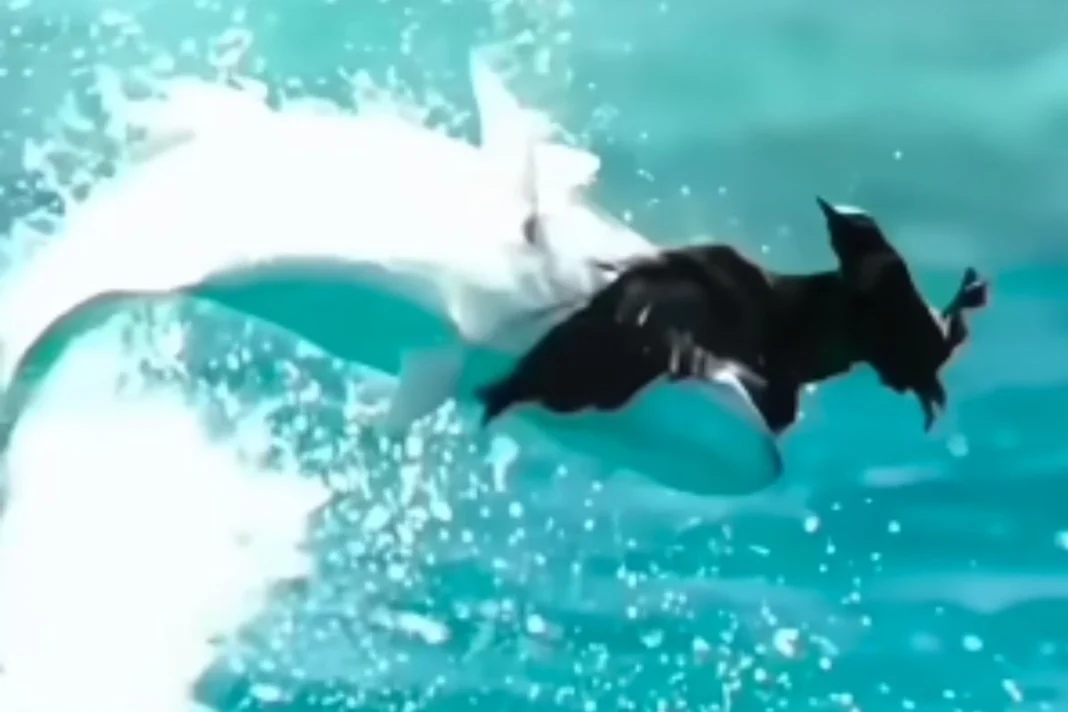 Animal Viral Video