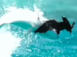 Animal Viral Video