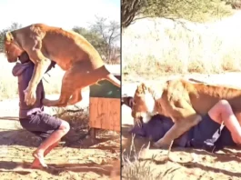 Animal Viral Video