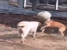 Animal Viral Video