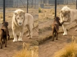 Animal Viral Video