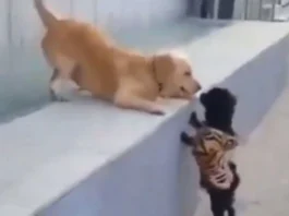 Animal Viral Video
