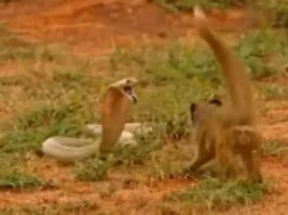 Animal Viral Video