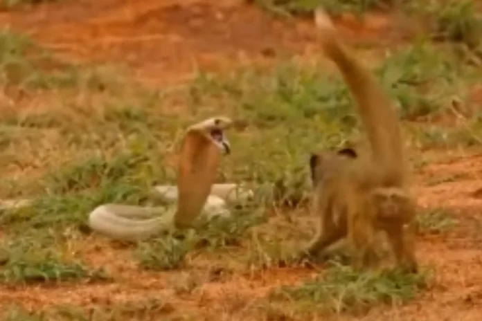 Animal Viral Video (24) Animal Viral Video