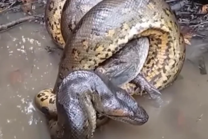 Animal Viral Video Animal Viral Video