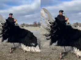 Animal Viral Video