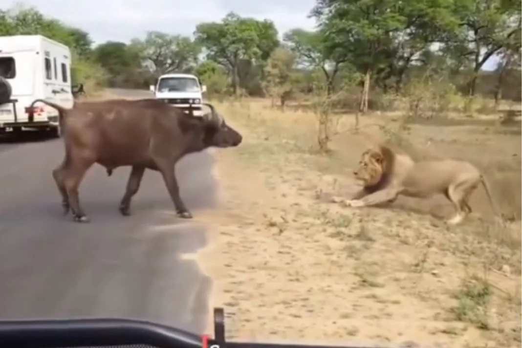 Animal Viral Video