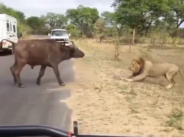 Animal Viral Video
