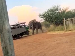 Animal Viral Video
