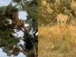 Animal Viral Video
