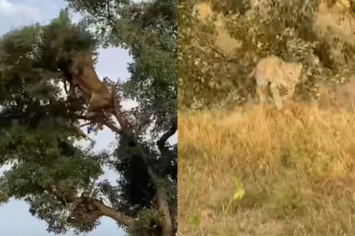 Animal Viral Video (3) Animal Viral Video