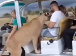Animal Viral Video
