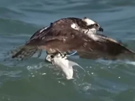Animal Viral Video