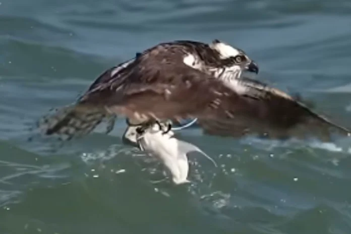 Animal Viral Video Animal Viral Video