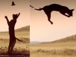 Animal Viral Video