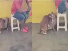 Animal Viral Video
