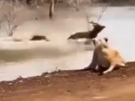 Animal Viral Video