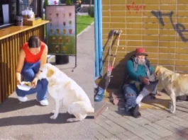 Animal Viral Video