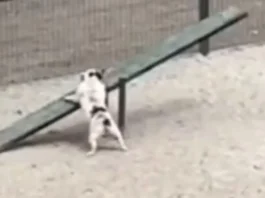 Animal Viral Video