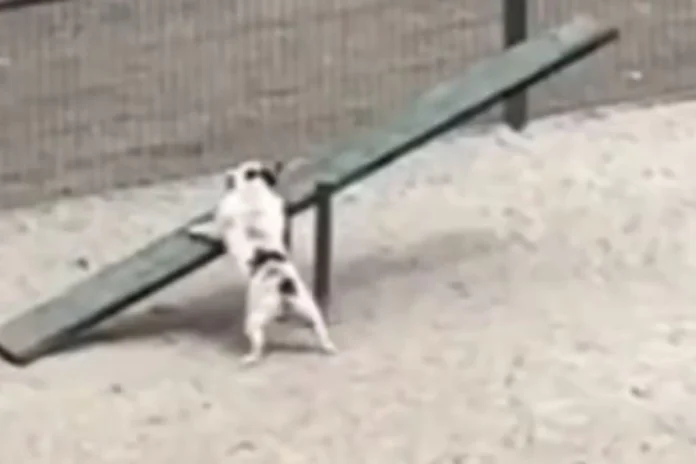 Animal Viral Video (7) Animal Viral Video