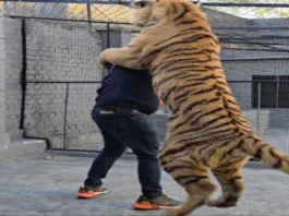 Animal Viral Video
