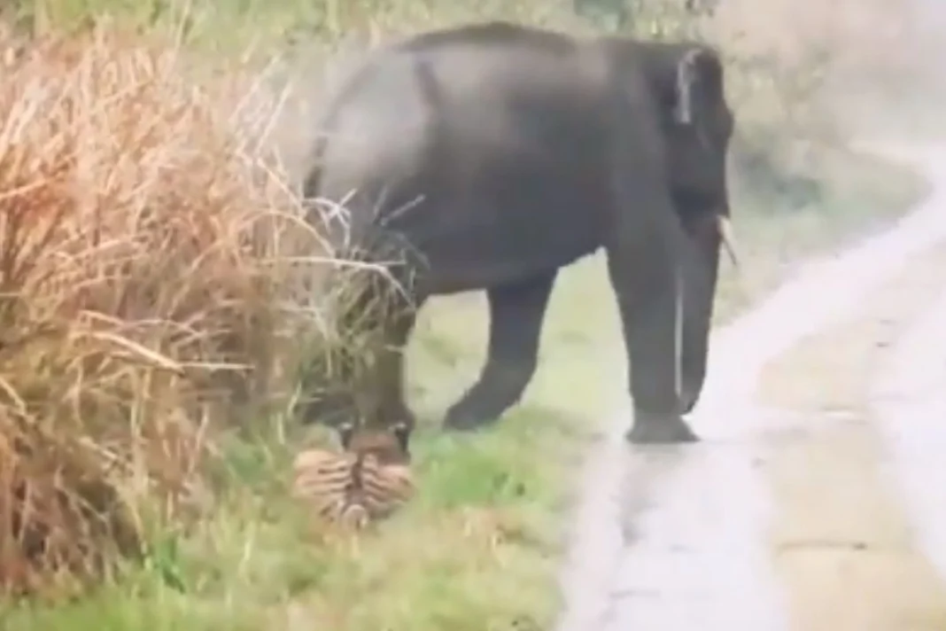 Animal Viral Video