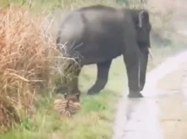 Animal Viral Video