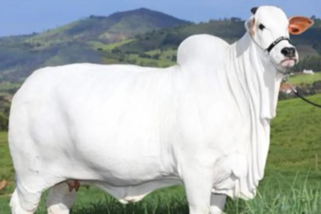 Costliest Cow in the World