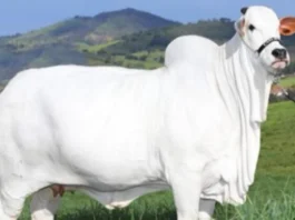 Costliest Cow in the World