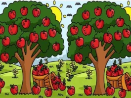 Optical Illusion