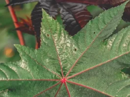 castor leaves