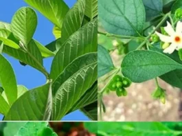 Leaves (10)