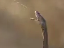 Snake (9)