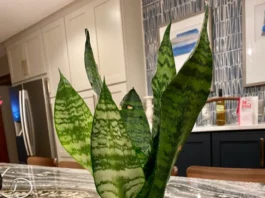 snakeplant webp