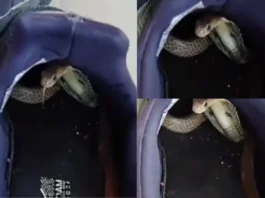 Animal viral video