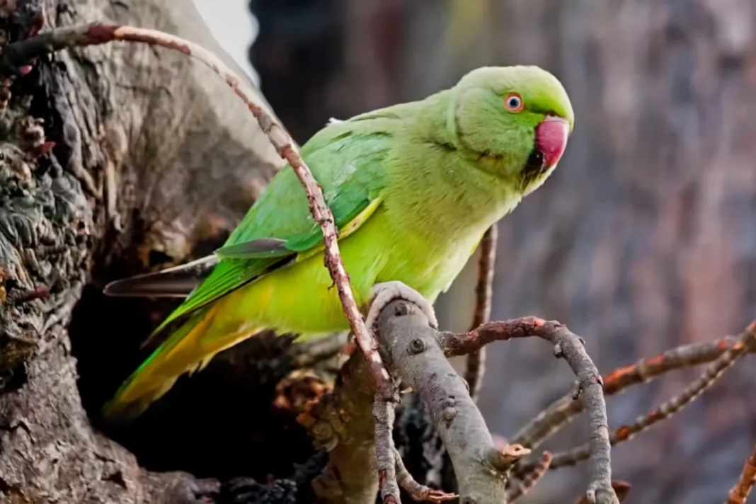 Parrot Fever
