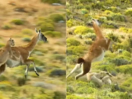 Animal Viral Video